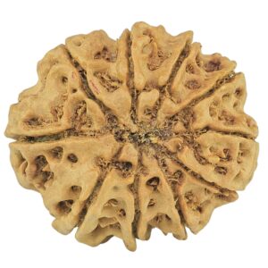 10 Mukhi Rudraksha 29.2mm 6.13gm - Rudraksha back