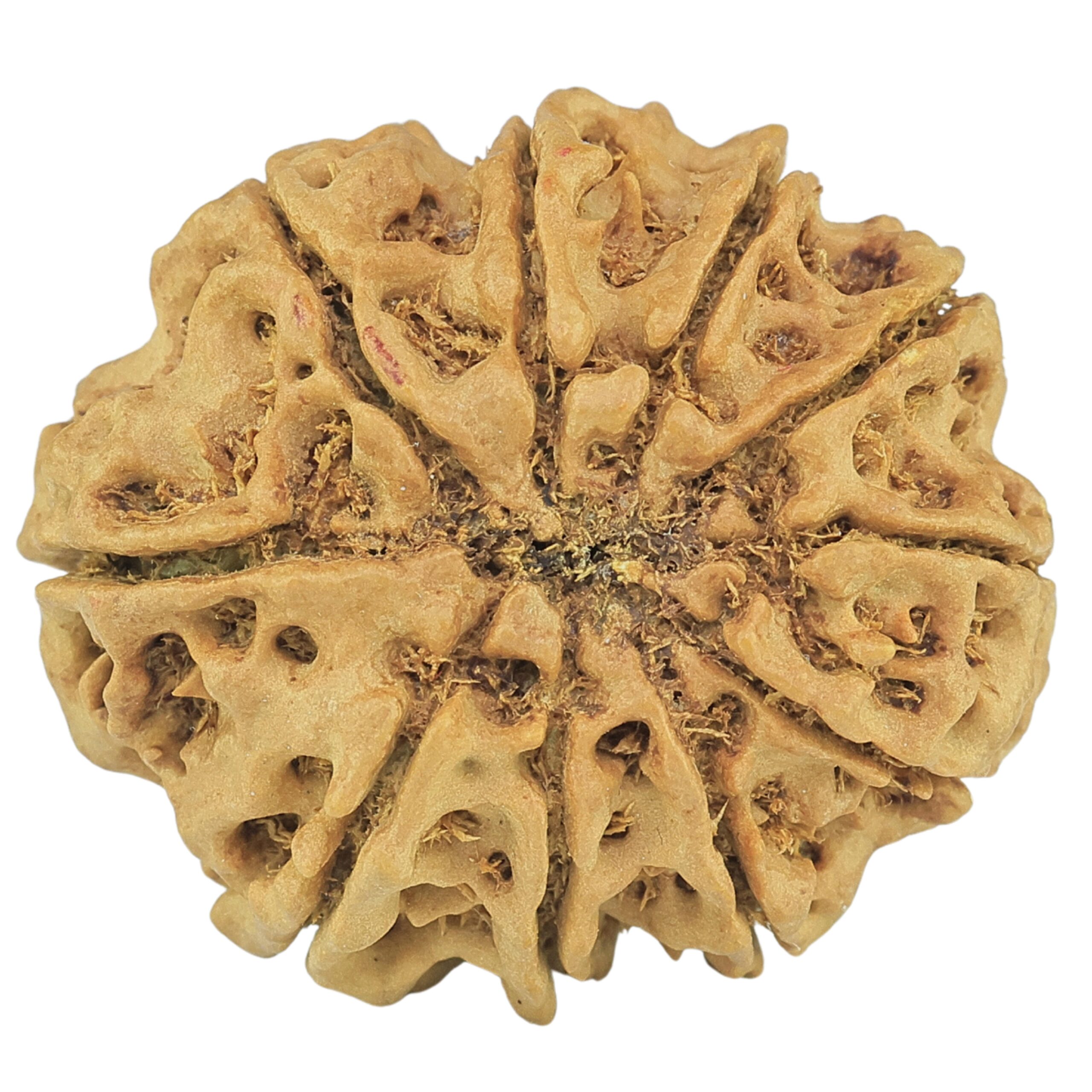 10 Mukhi Rudraksha 29.2mm 6.13gm - Rudraksha back
