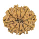 10 Mukhi Rudraksha 30.2mm 5.92gm - Rudraksha back