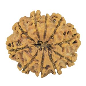 10 Mukhi Rudraksha 30.2mm 5.92gm - Rudraksha back