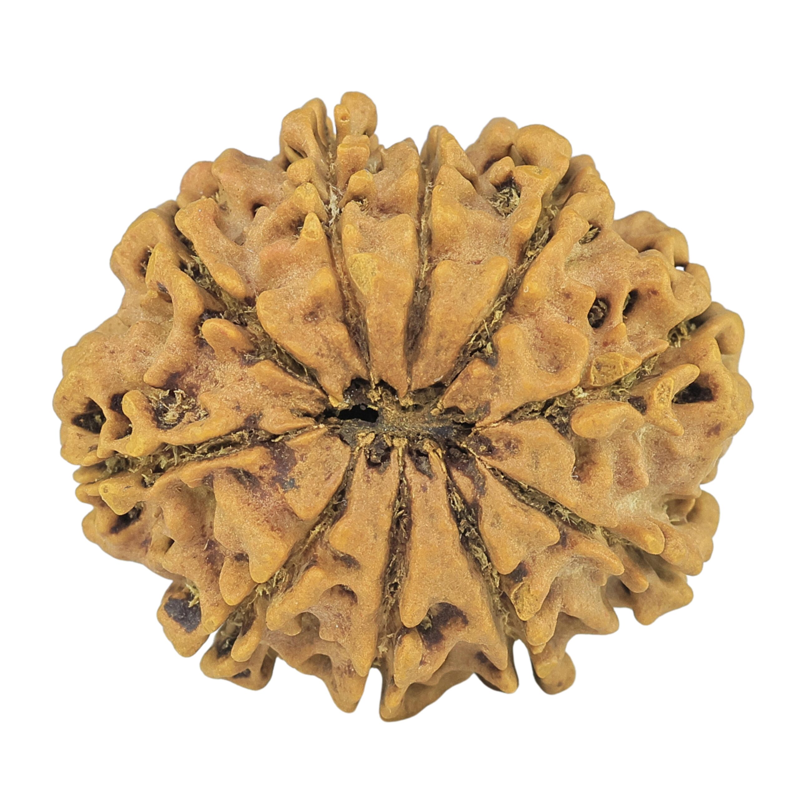 10 Mukhi Rudraksha 30.2mm 5.92gm - Rudraksha back