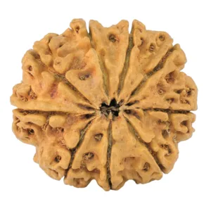 9 Mukhi Rudraksha 29.8mm 5.7gm - Rudraksha back