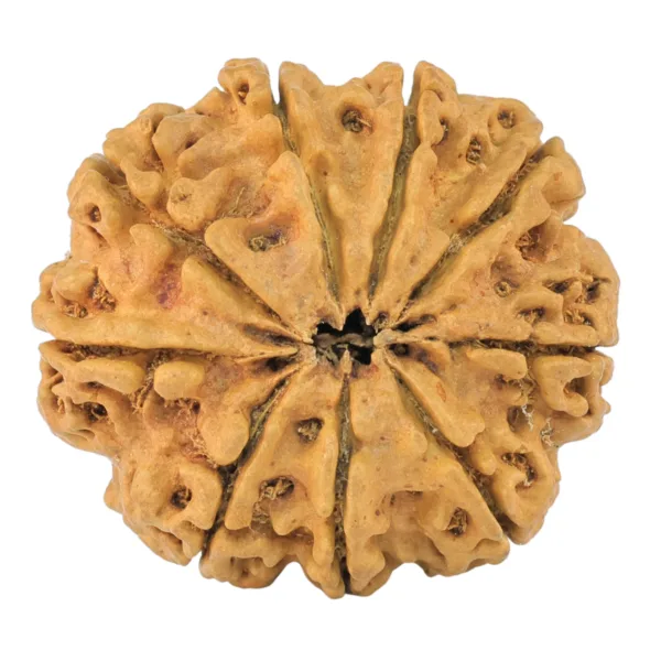 9 Mukhi Rudraksha 29.8mm 5.7gm - Rudraksha back