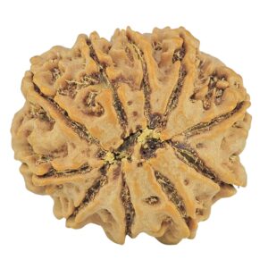 10 Mukhi Rudraksha 26.5mm 5.8gm - Rudraksha back