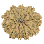 10 Mukhi Rudraksha 28.9mm 6.06gm - Rudraksha back