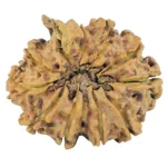 10 Mukhi Ganesh 27.5mm 3.57gm - Rudraksha back