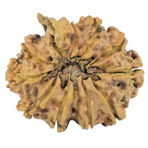 10 Mukhi Ganesh 27.5mm 3.57gm - Rudraksha back