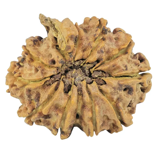 10 Mukhi Ganesh 27.5mm 3.57gm - Rudraksha back