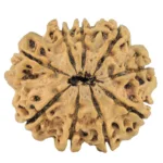 9 Mukhi Rudraksha 26mm 2.86gm - Rudraksha back