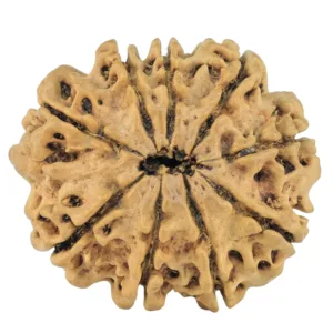 9 Mukhi Rudraksha 26mm 2.86gm - Rudraksha back