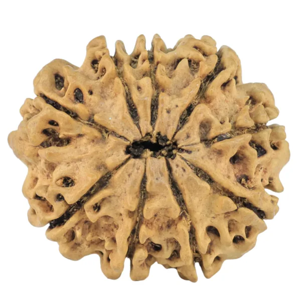 9 Mukhi Rudraksha 26mm 2.86gm - Rudraksha back