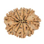 9 Mukhi Rudraksha 25.7mm 4.07gm - Rudraksha back