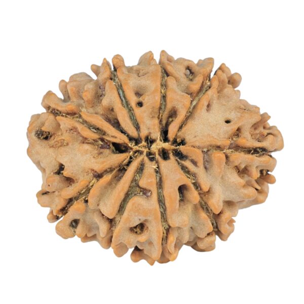 9 Mukhi Rudraksha 25.7mm 4.07gm - Rudraksha back