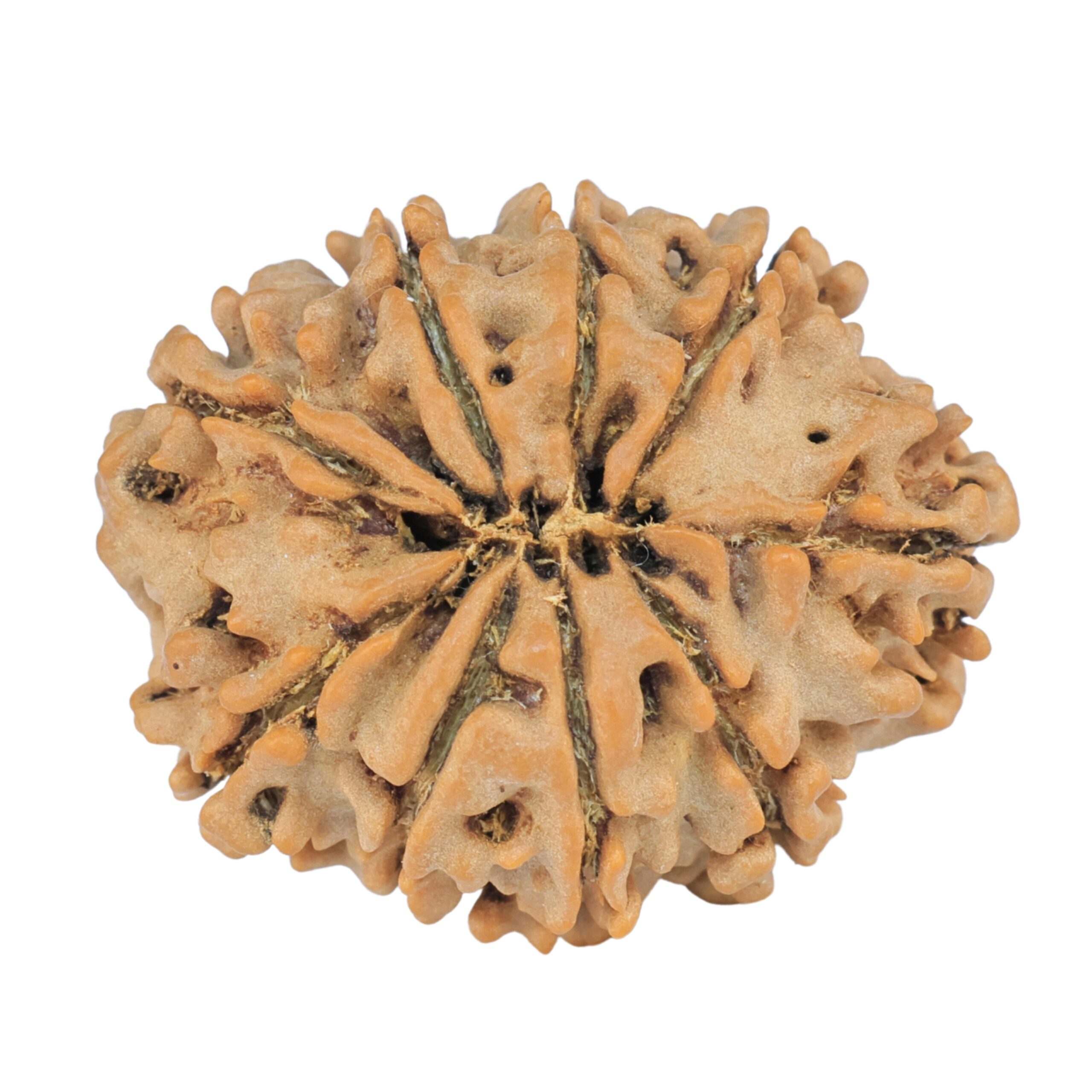 9 Mukhi Rudraksha 25.7mm 4.07gm - Rudraksha back