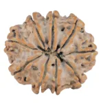 9 Mukhi Rudraksha 26.5mm 4.7gm - Rudraksha back