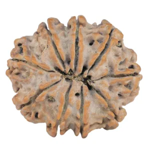 9 Mukhi Rudraksha 26.5mm 4.7gm - Rudraksha back