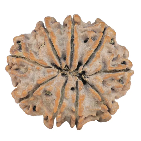 9 Mukhi Rudraksha 26.5mm 4.7gm - Rudraksha back