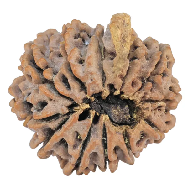 9 Mukhi Ganesh 23.6mm 3.47gm - Rudraksha back