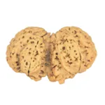 9 MK Gaurishankar 44.6mm 7.84gm - Rudraksha back