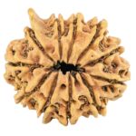 11 Mukhi Ganesh 24.4mm 2.31gm - Rudraksha back