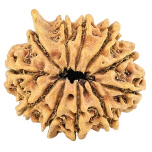 11 Mukhi Ganesh 24.4mm 2.31gm - Rudraksha back