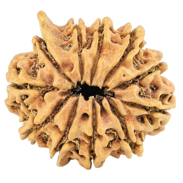 11 Mukhi Ganesh 24.4mm 2.31gm - Rudraksha back