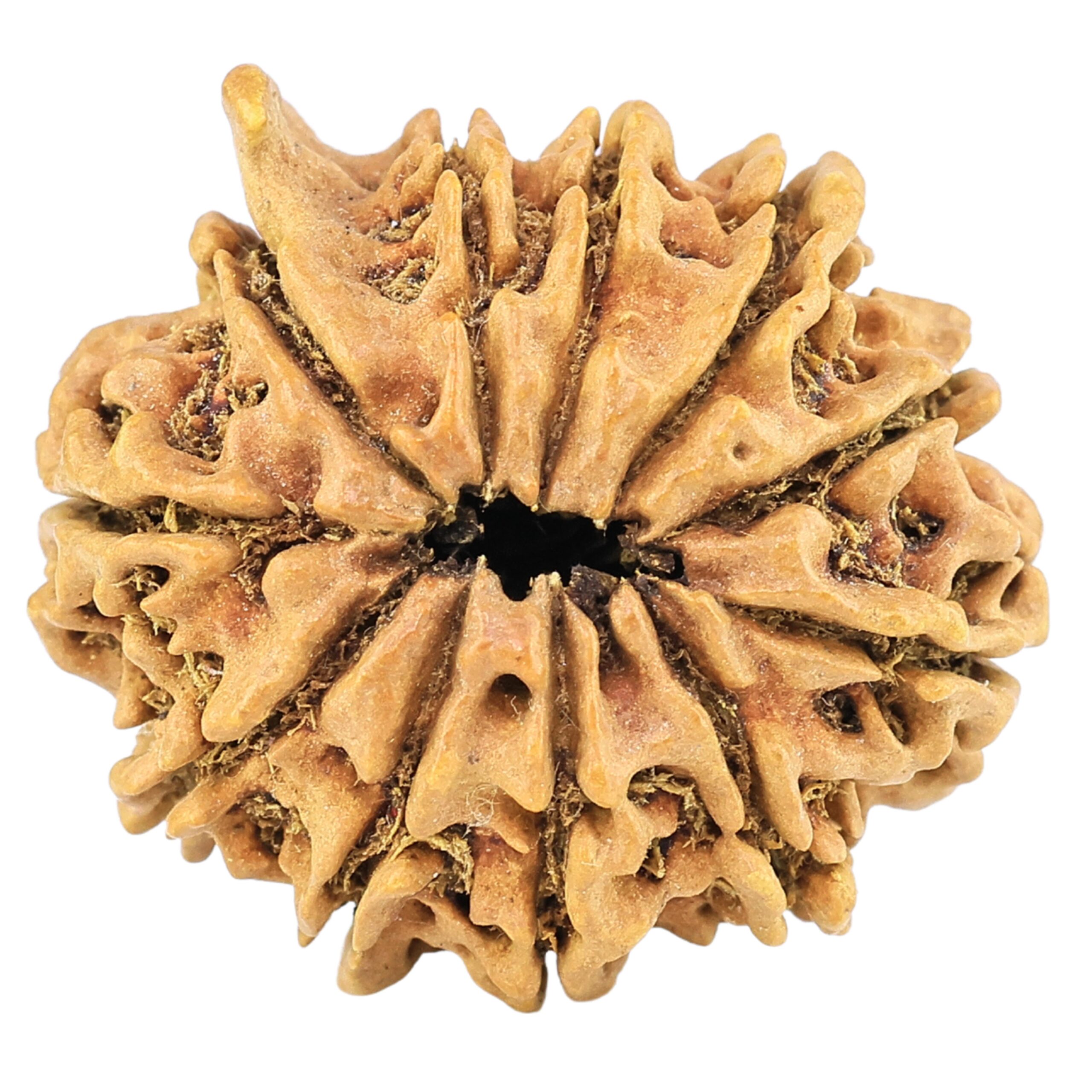 11 Mukhi Ganesh 24.4mm 2.31gm - Rudraksha back