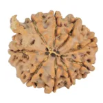 9 Mukhi Ganesh 21.8mm 3.64gm - Rudraksha back