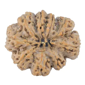 9 Mukhi Rudraksha 31.4mm 7.39gm - Rudraksha back