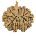 11 Mukhi Ganesh 25mm 4gm - Rudraksha back
