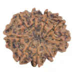 9 Mukhi Rudraksha 27.4mm 5.21gm - Rudraksha back