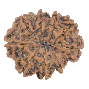 9 Mukhi Rudraksha 27.4mm 5.21gm - Rudraksha back