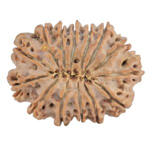 14 Mukhi Rudraksha 30.1mm 5.4gm - Rudraksha back