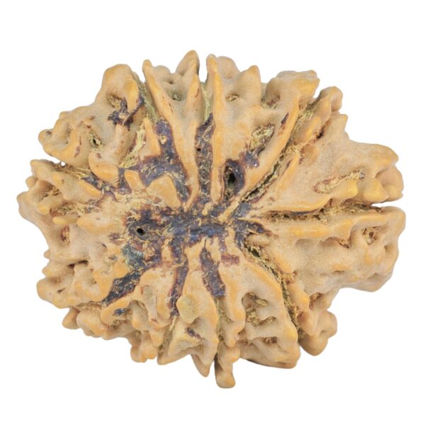 9 Mukhi Rudraksha 29.1mm 5.63gm - Rudraksha back