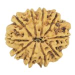 10 Mukhi Rudraksha 26.4mm 3.52gm - Rudraksha back