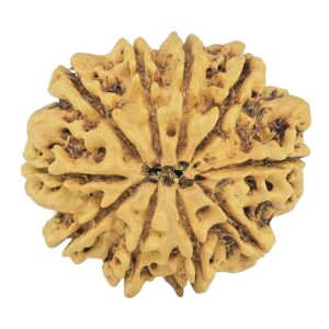 10 Mukhi Rudraksha 26.4mm 3.52gm - Rudraksha back