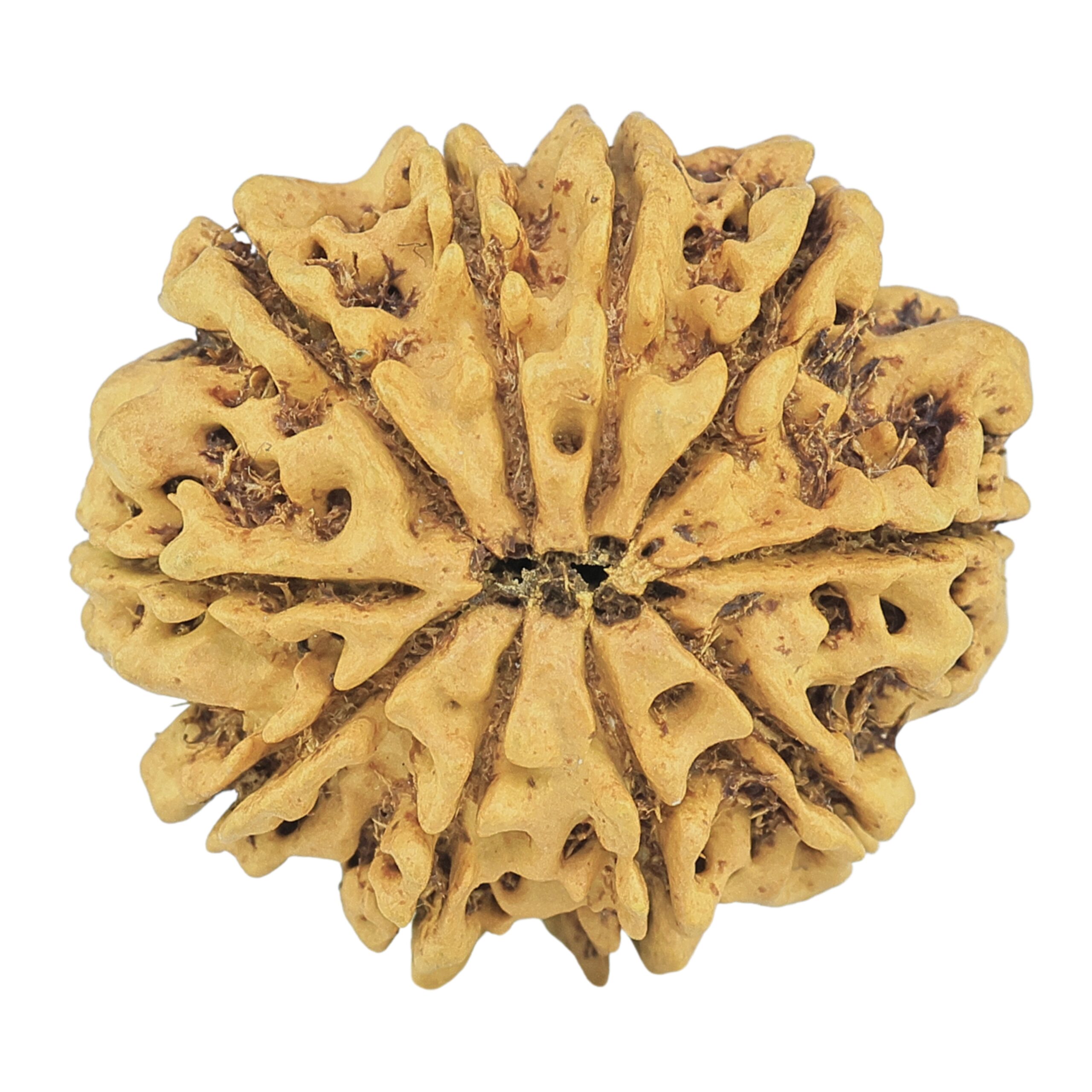 10 Mukhi Rudraksha 26.4mm 3.52gm - Rudraksha back