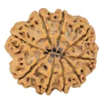 9 Mukhi Rudraksha 27.6mm 5.5gm - Rudraksha back