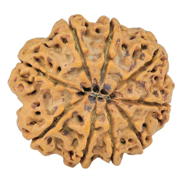 9 Mukhi Rudraksha 27.6mm 5.5gm - Rudraksha back