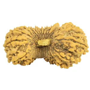 29 Mukhi Ganesh 38mm 6.61gm - Rudraksha back