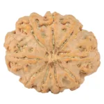 9 Mukhi Rudraksha 27.3mm 4.94gm - Rudraksha back