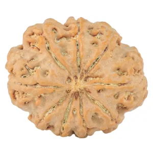 9 Mukhi Rudraksha 27.3mm 4.94gm - Rudraksha back