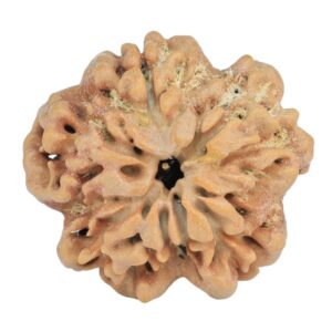 1MK(Underdeveloped) 25.4mm 4.6gm - Rudraksha back