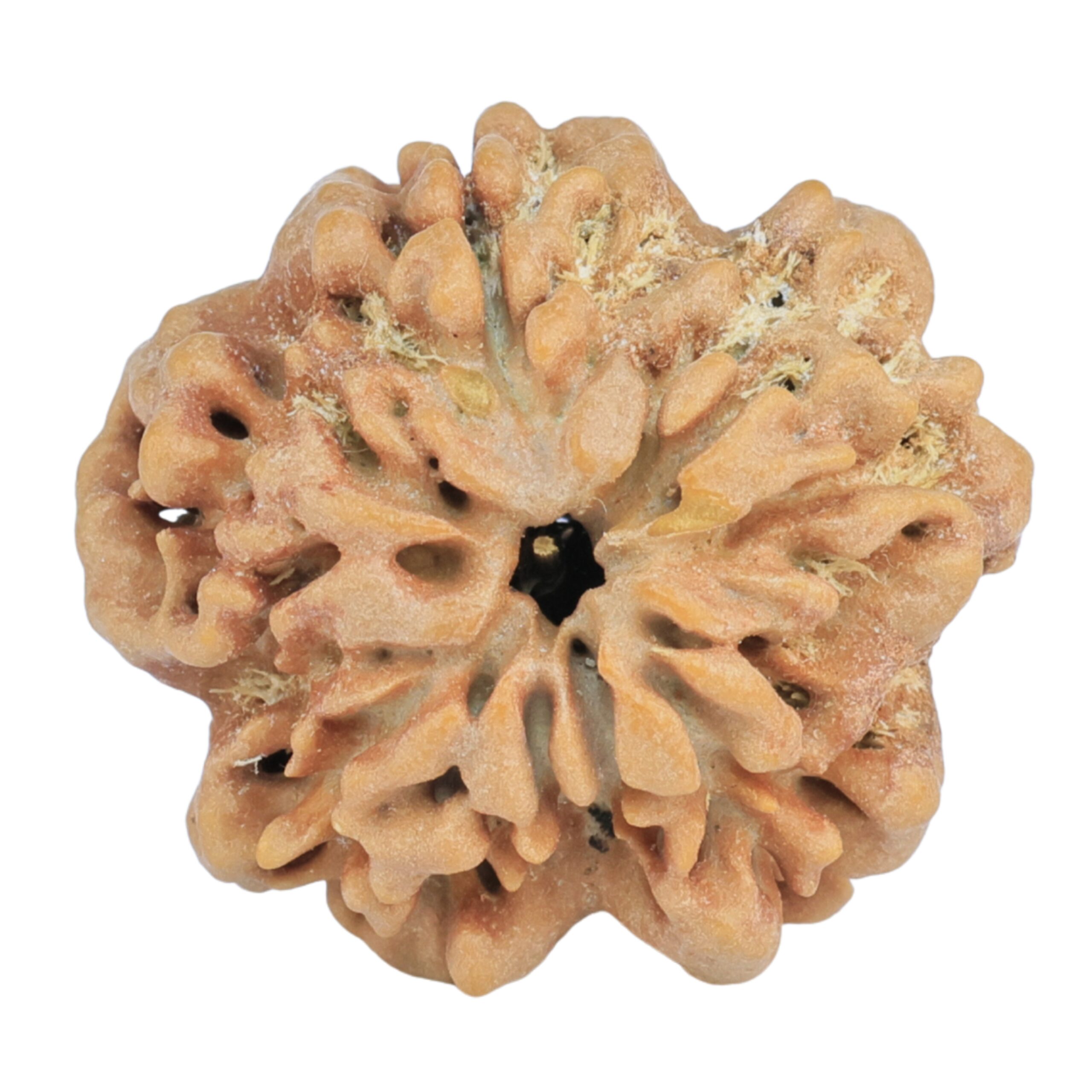 1MK(Underdeveloped) 25.4mm 4.6gm - Rudraksha back