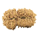 21 Mukhi Garbhgauri 35.3mm 5.75gm - Rudraksha back
