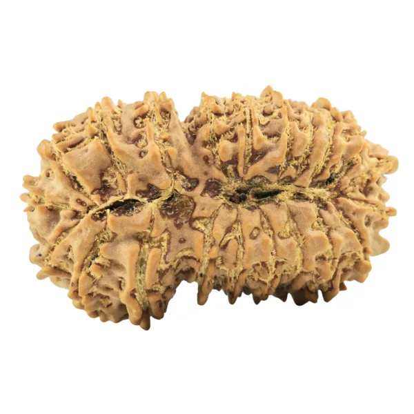 21 Mukhi Garbhgauri 35.3mm 5.75gm - Rudraksha back