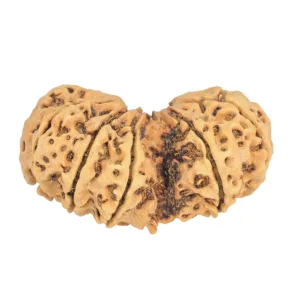 12 MK Gaurishankar 44.4mm 8.83gm - Rudraksha back