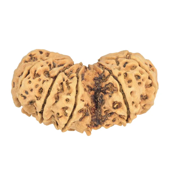12 MK Gaurishankar 44.4mm 8.83gm - Rudraksha back