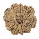 10 Mukhi Rudraksha 28.2mm 6.16gm - Rudraksha back