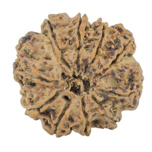 10 Mukhi Rudraksha 28.2mm 6.16gm - Rudraksha back